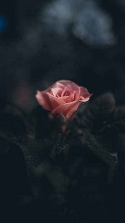 选择性摄影中的粉红玫瑰